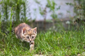 10-facts-you-never-knew-about-cats-9