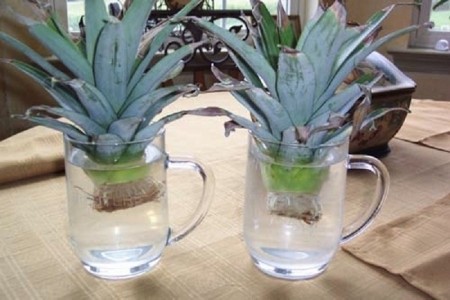 10-foods-that-can-re-grow-themselves-10