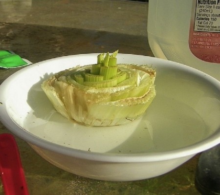 10-foods-that-can-re-grow-themselves-2