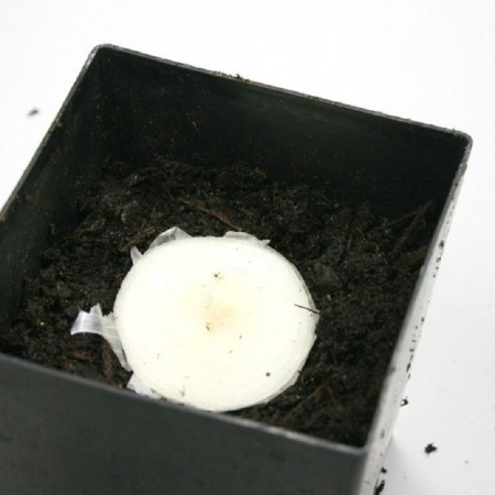 10-foods-that-can-re-grow-themselves-4