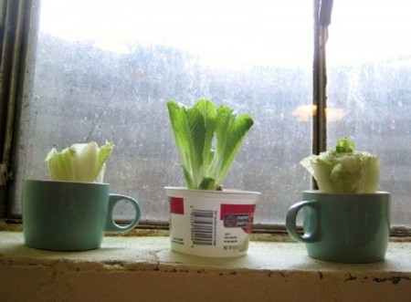 10-foods-that-can-re-grow-themselves-5