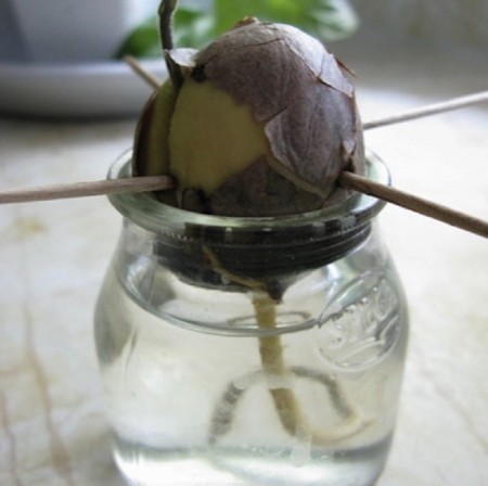 10-foods-that-can-re-grow-themselves-6