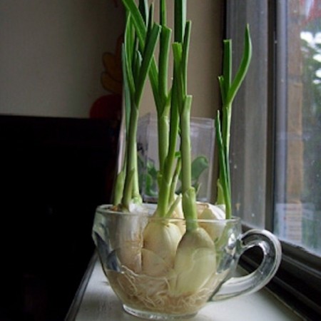 10-foods-that-can-re-grow-themselves-7