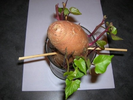 10-foods-that-can-re-grow-themselves-8