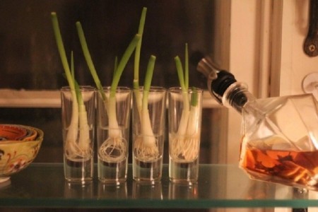 10-foods-that-can-re-grow-themselves-9