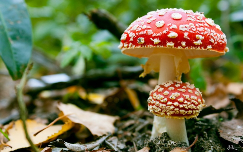 10-poisonous-foods-people-love-to-eat-1