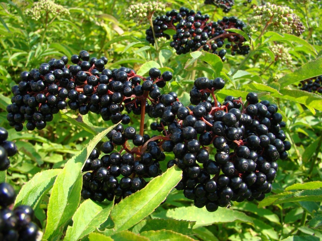 10-poisonous-foods-people-love-to-eat-3