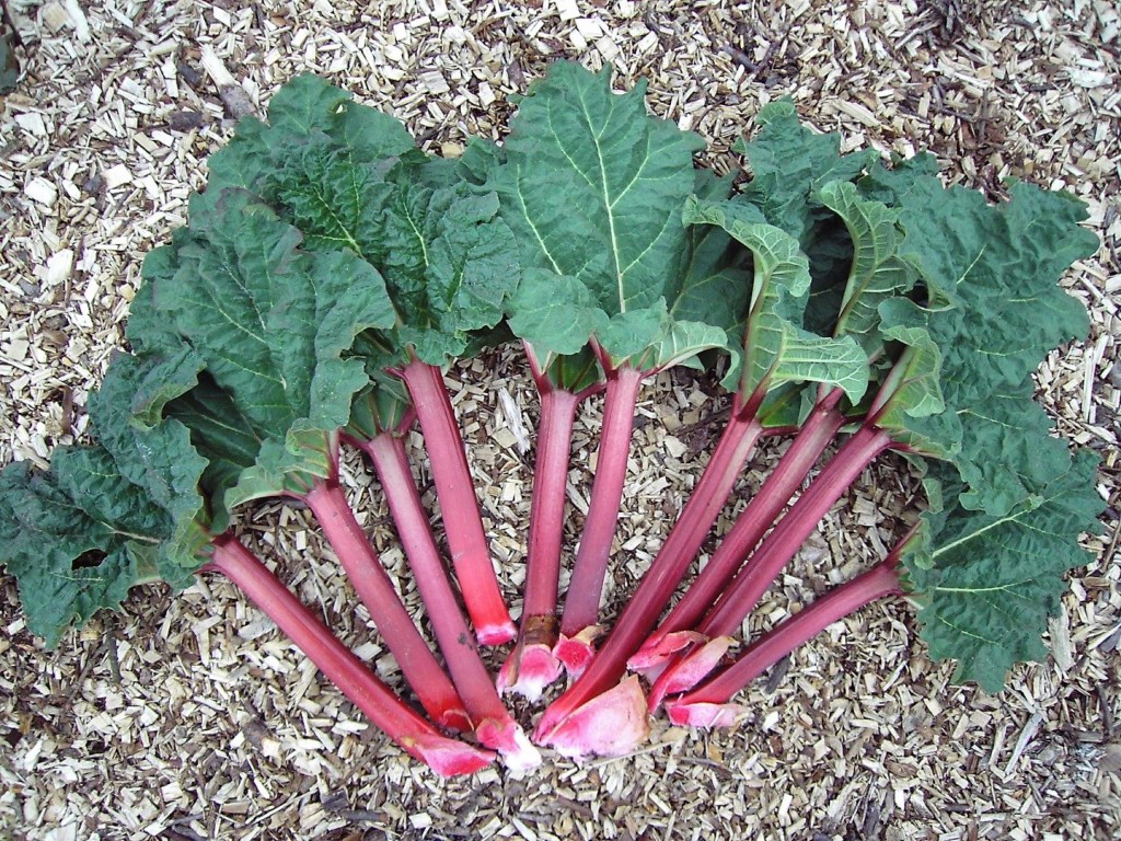 10-poisonous-foods-people-love-to-eat-8 (1)