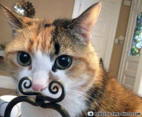 Mustache-Cat