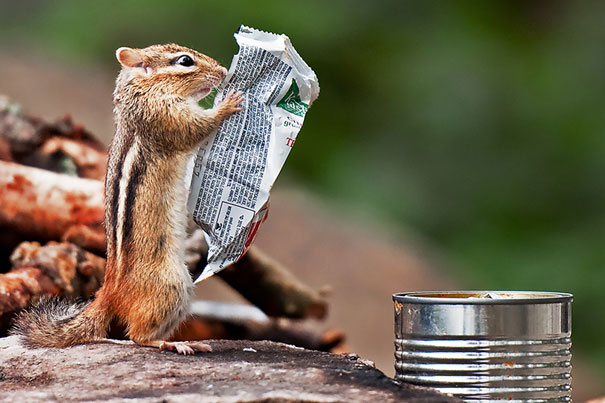Squirrel-Reading-Newspaper