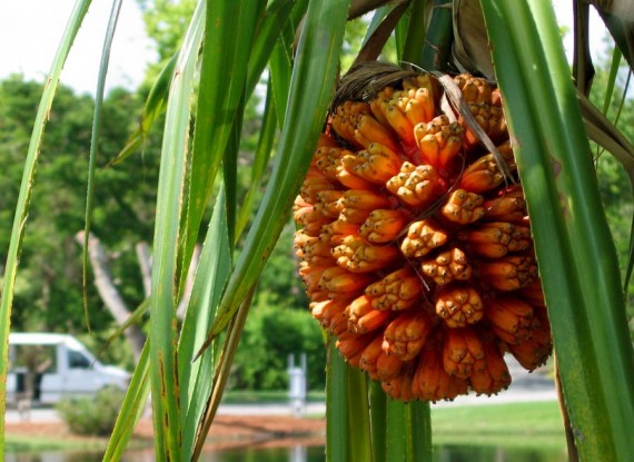 10-of-the-strangest-fruits-in-the-world-4