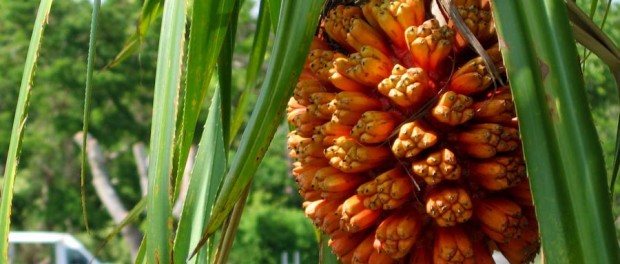 10-of-the-strangest-fruits-in-the-world-4
