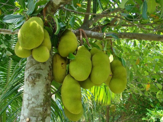 10-of-the-strangest-fruits-in-the-world-7