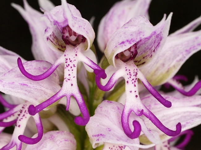 1132605-650-1459865231-Naked-Man-Orchid-Orchis-Italica