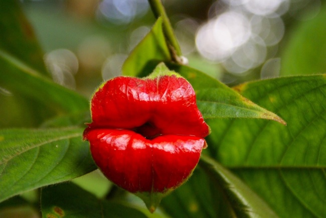 1133355-650-1459865231-leaves-lips-nature-plants-red-flowers-2941420-1600x1071