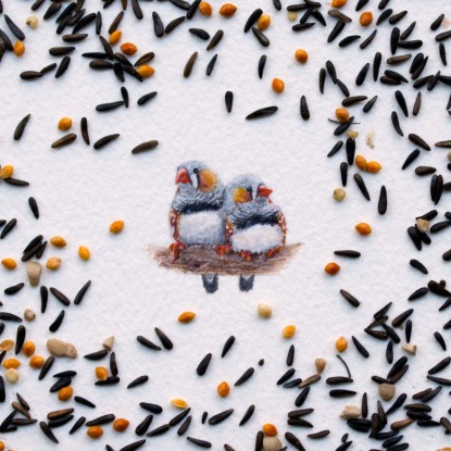 Zebra Finches