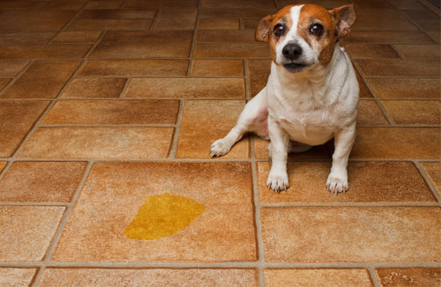 dog_urine_in_house